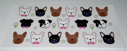 Boston Terrier